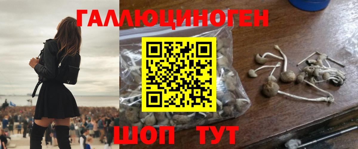Псилоцибиновые грибы Psilocybe Дубна
